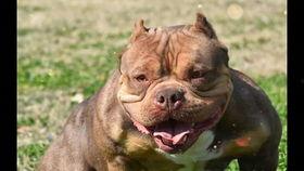 娱乐吃瓜酱小奶狗,揭秘娱乐圈的甜蜜与苦涩