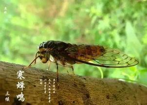 娱乐吃瓜酱知了,揭秘知了背后的故事与魅力